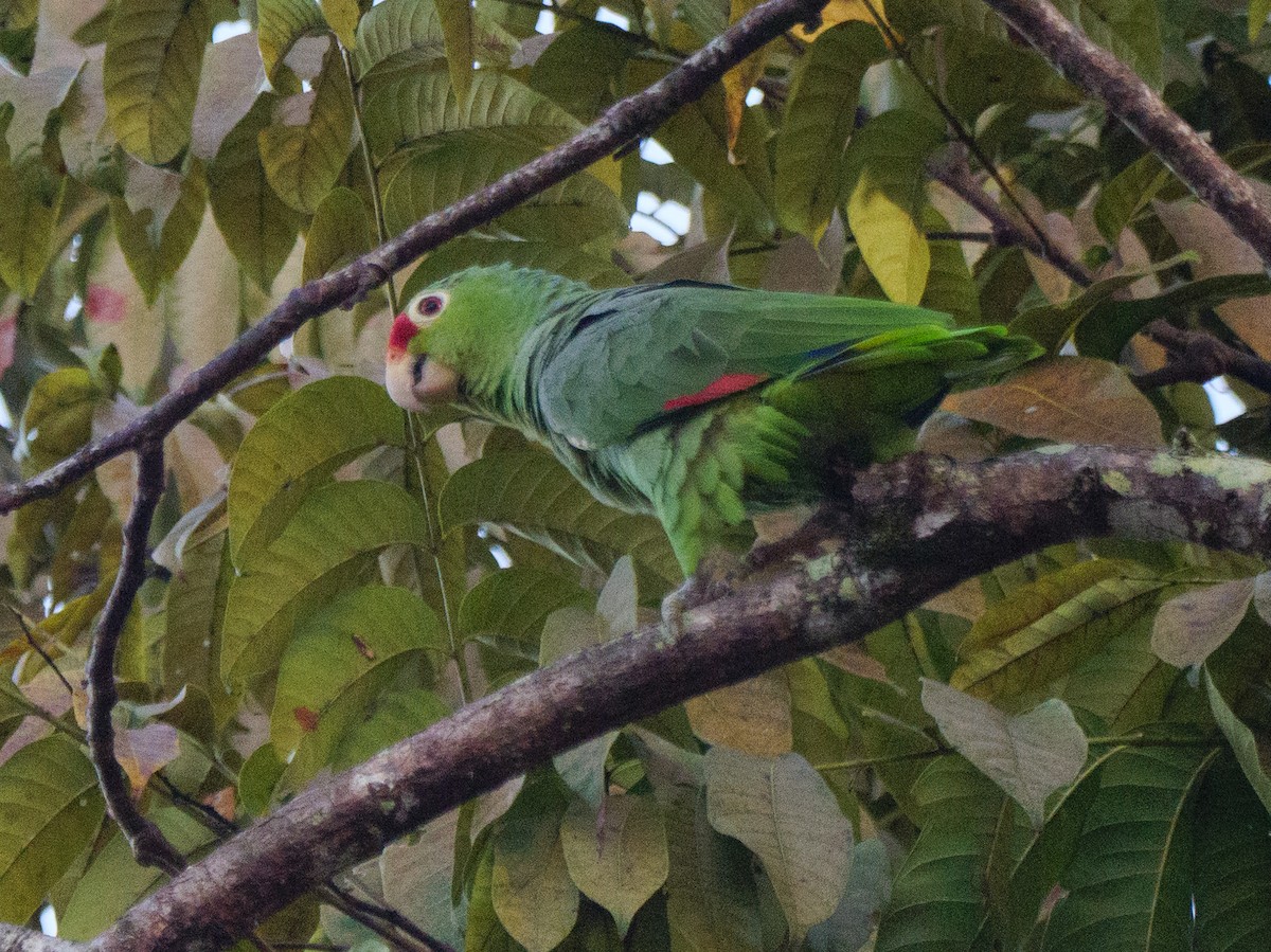 gulkinnamazon - ML646839509