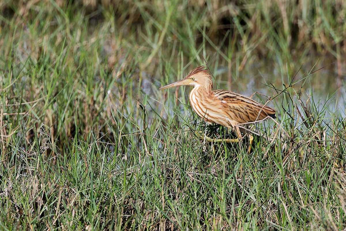 Avetorillo Chino - ML646839510