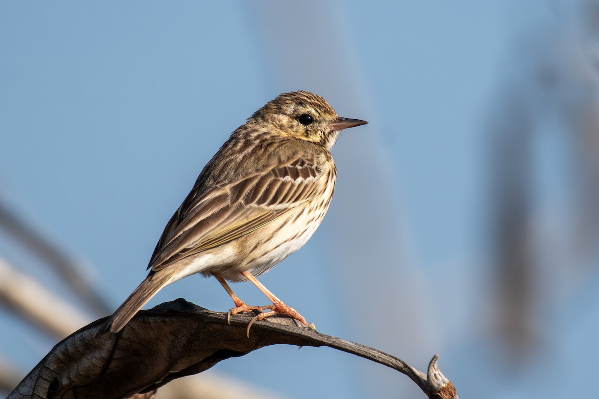 Bisbita Arbóreo - ML646839520