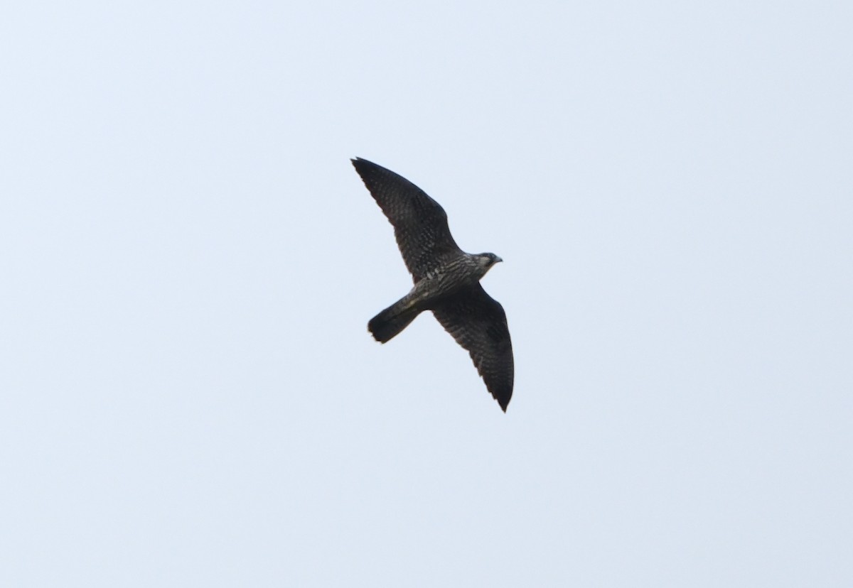 Peregrine Falcon - ML646839521