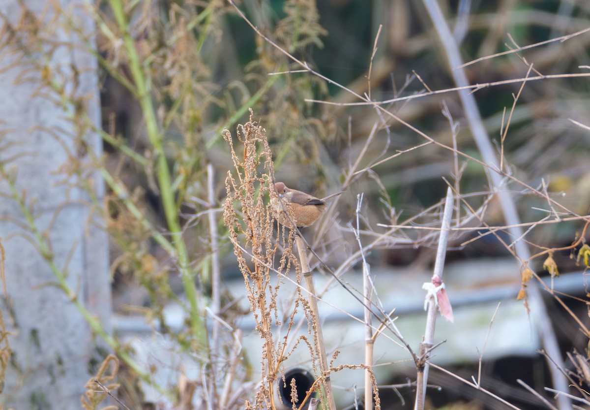 Bull-headed Shrike - ML646839522