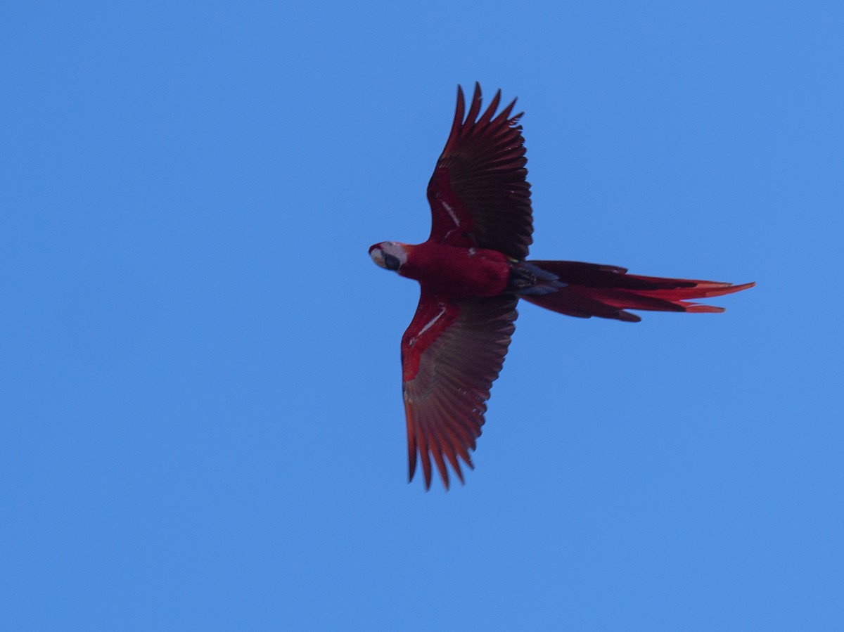 rødara - ML646839529