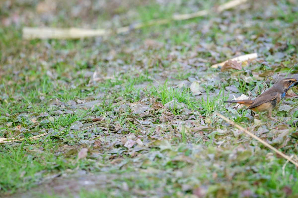 Bluethroat - ML646839530
