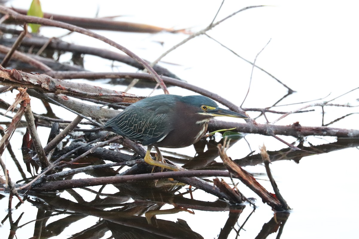 Green Heron - ML646839536