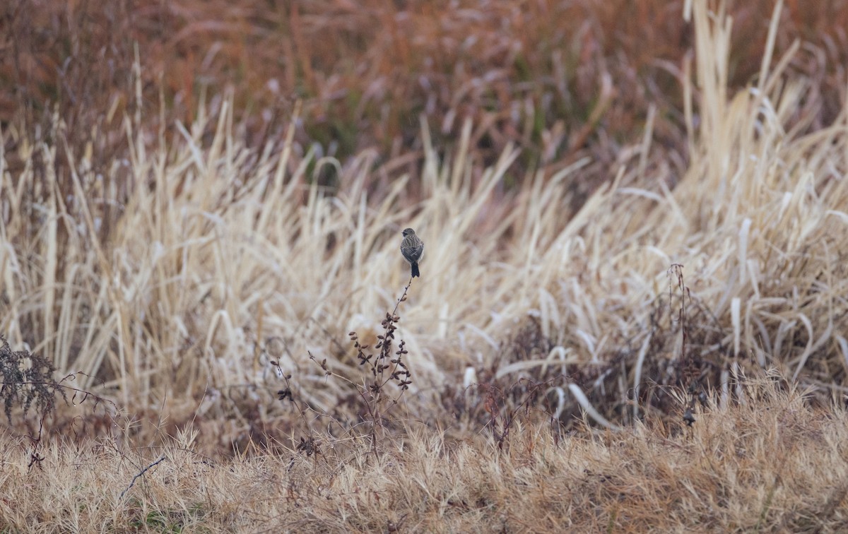 Amur Stonechat - ML646839537