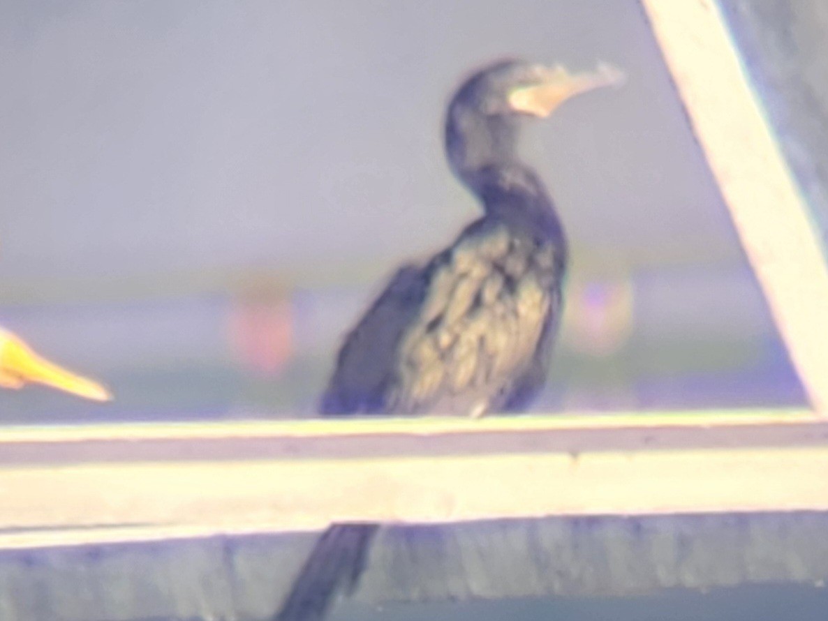 Neotropic Cormorant - ML646839540