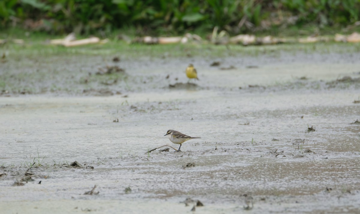 Eastern Yellow Wagtail - ML646839541