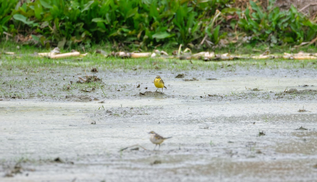 Eastern Yellow Wagtail - ML646839542