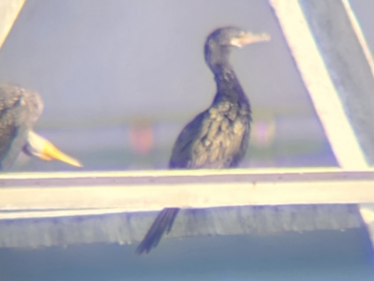 Neotropic Cormorant - ML646839544