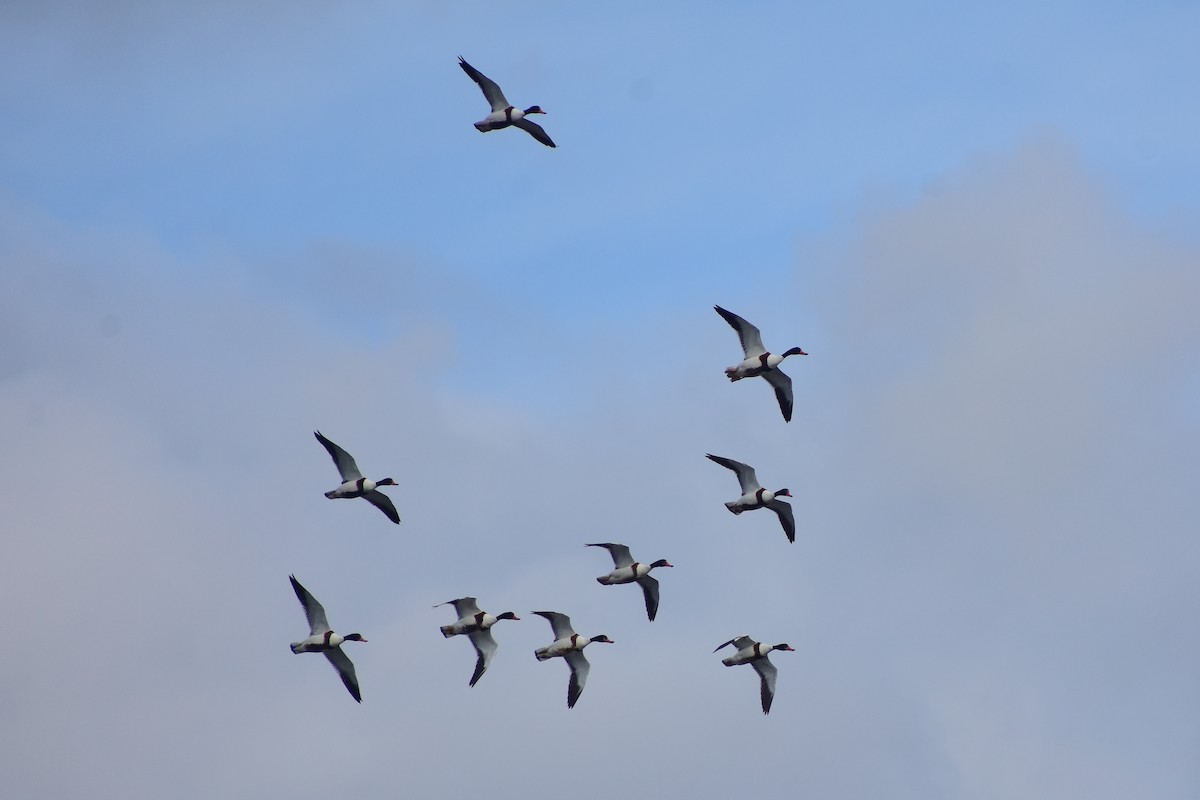Tarro Blanco - ML646839550