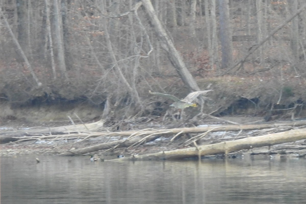 Кваква - ML646839551