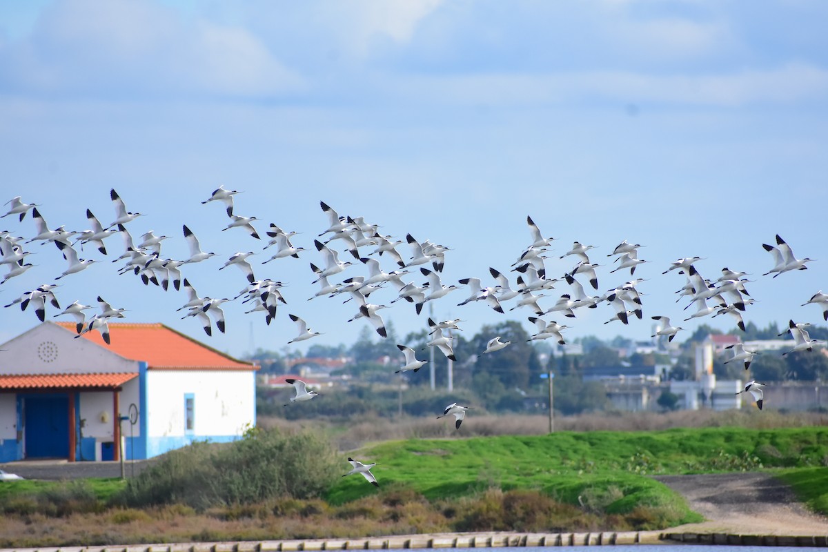 Avoceta Común - ML646839553