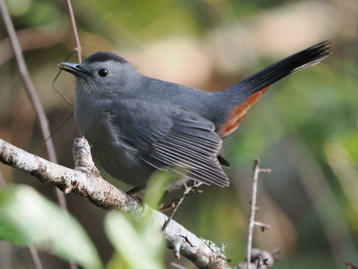 Gri Kedikuşu - ML646839555