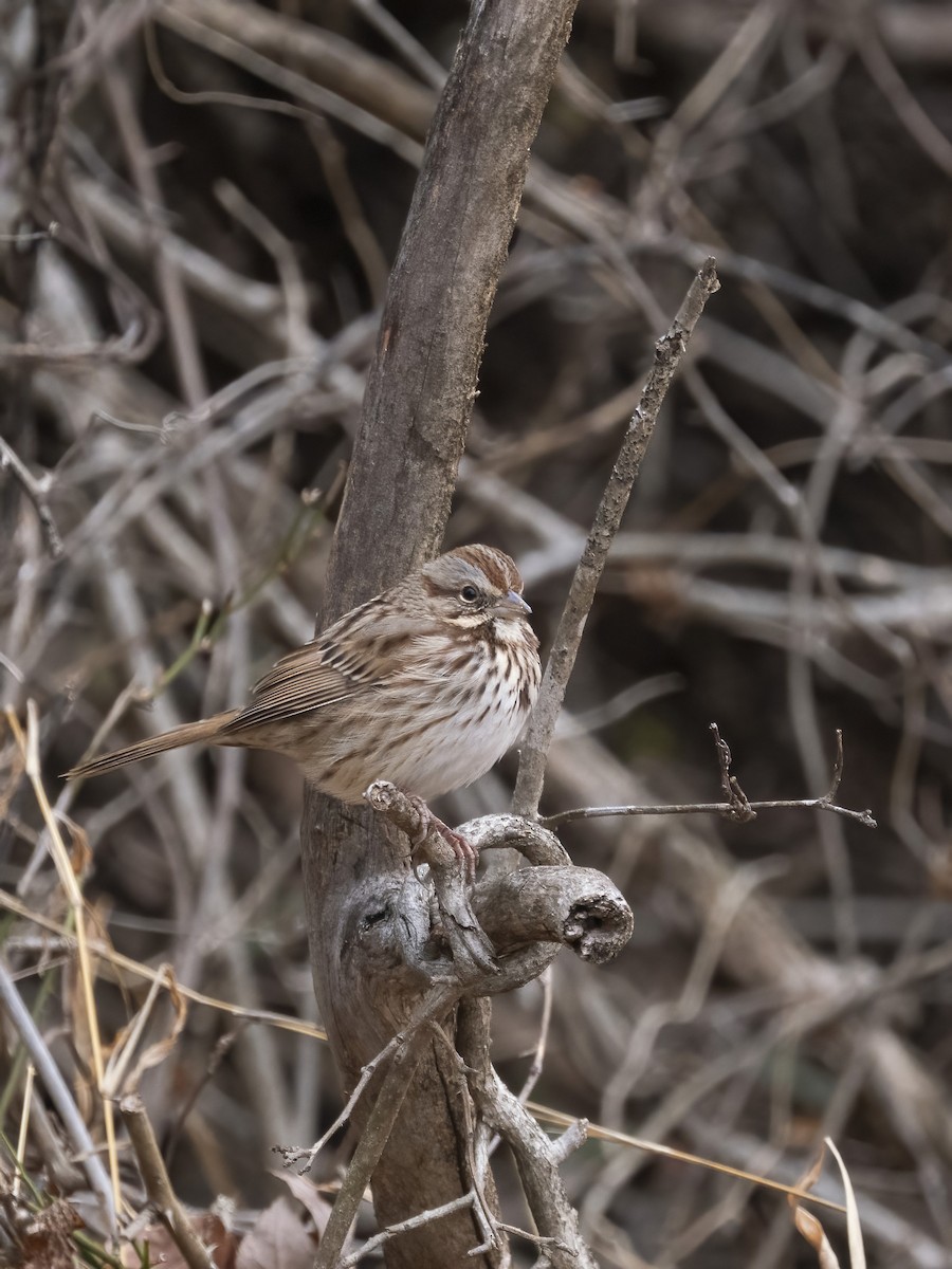 ウタスズメ - ML646839558