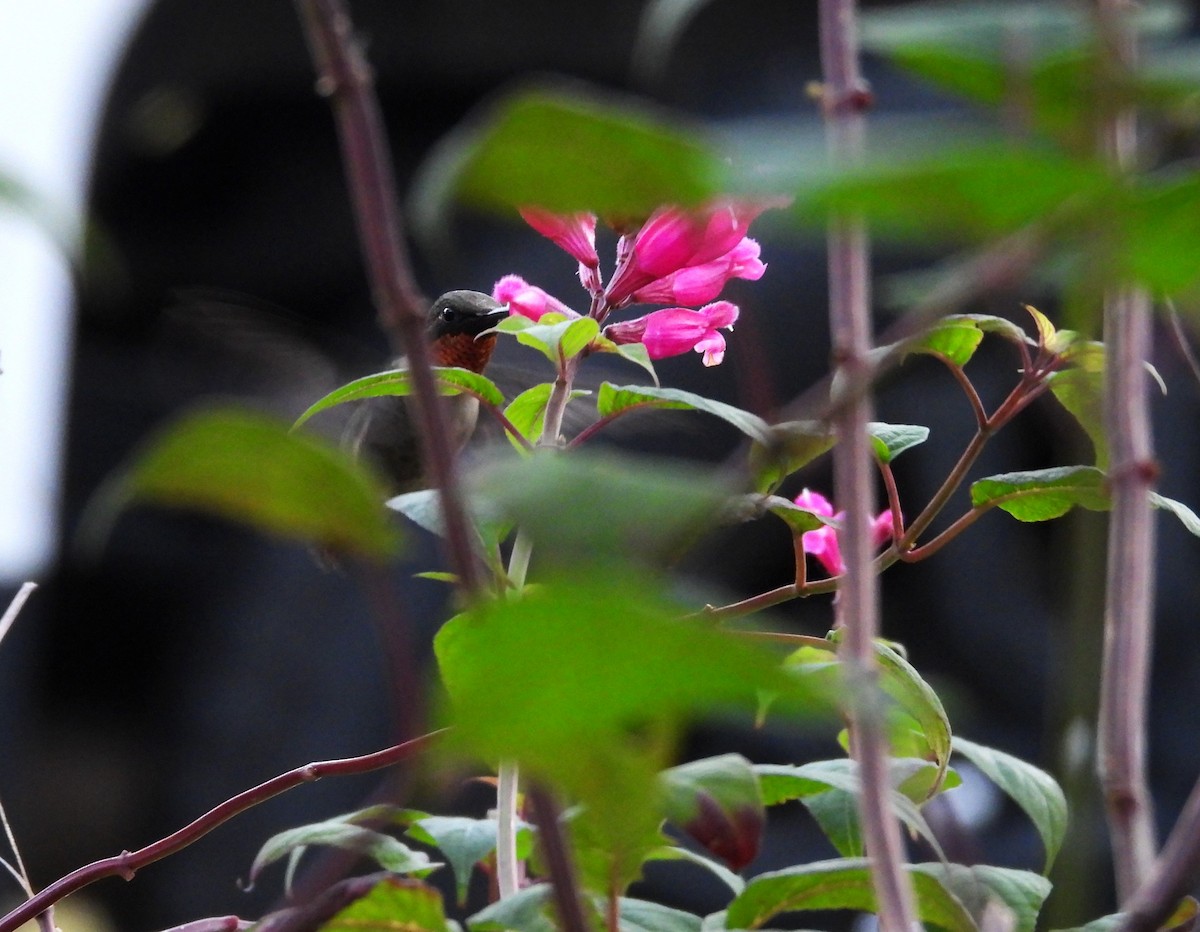 Ruby-throated Hummingbird - ML646839561