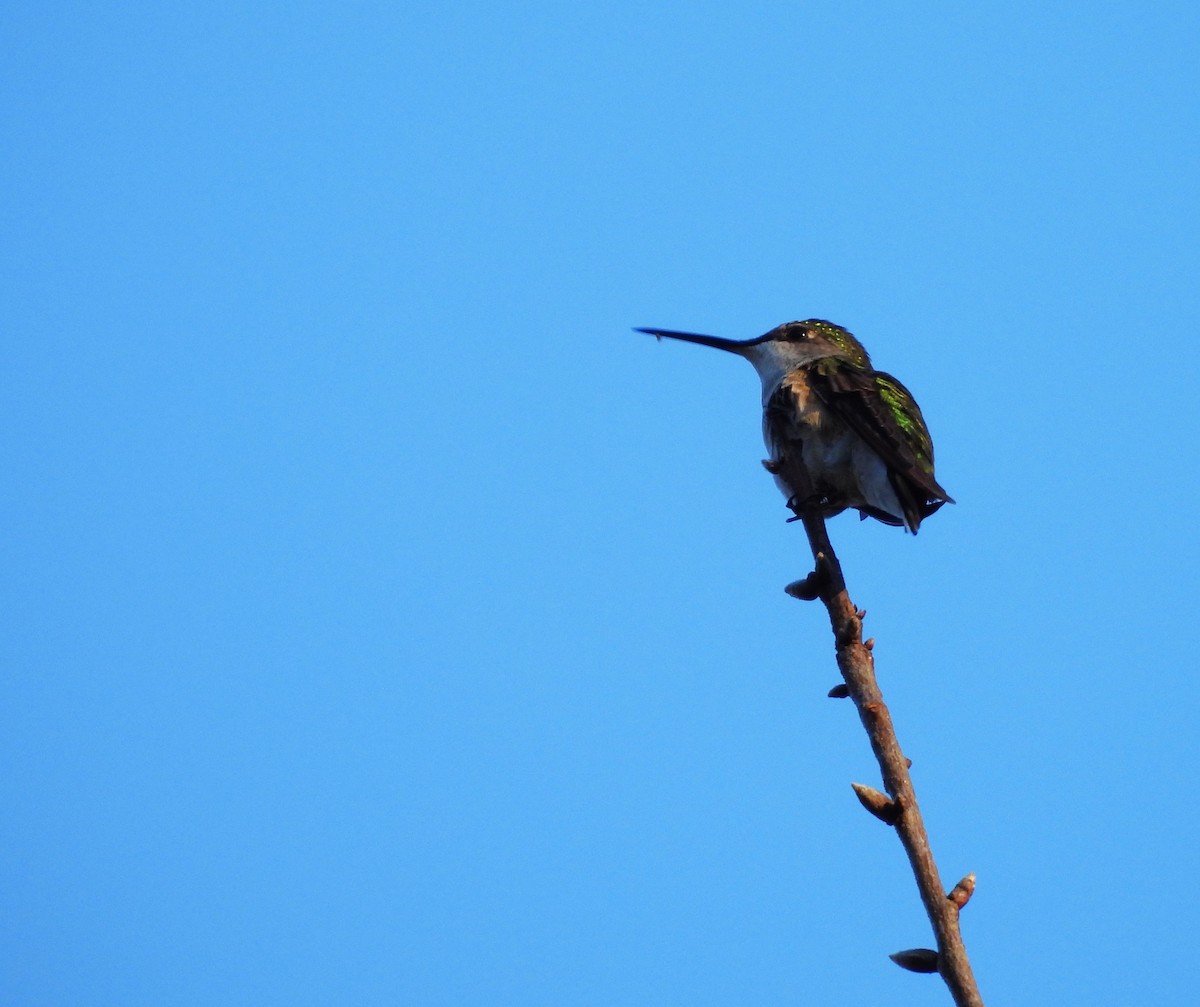 Ruby-throated Hummingbird - ML646839562