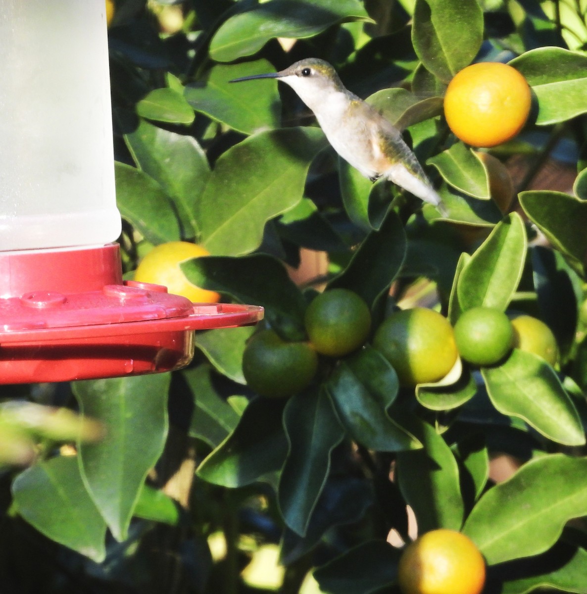 Ruby-throated Hummingbird - ML646839563