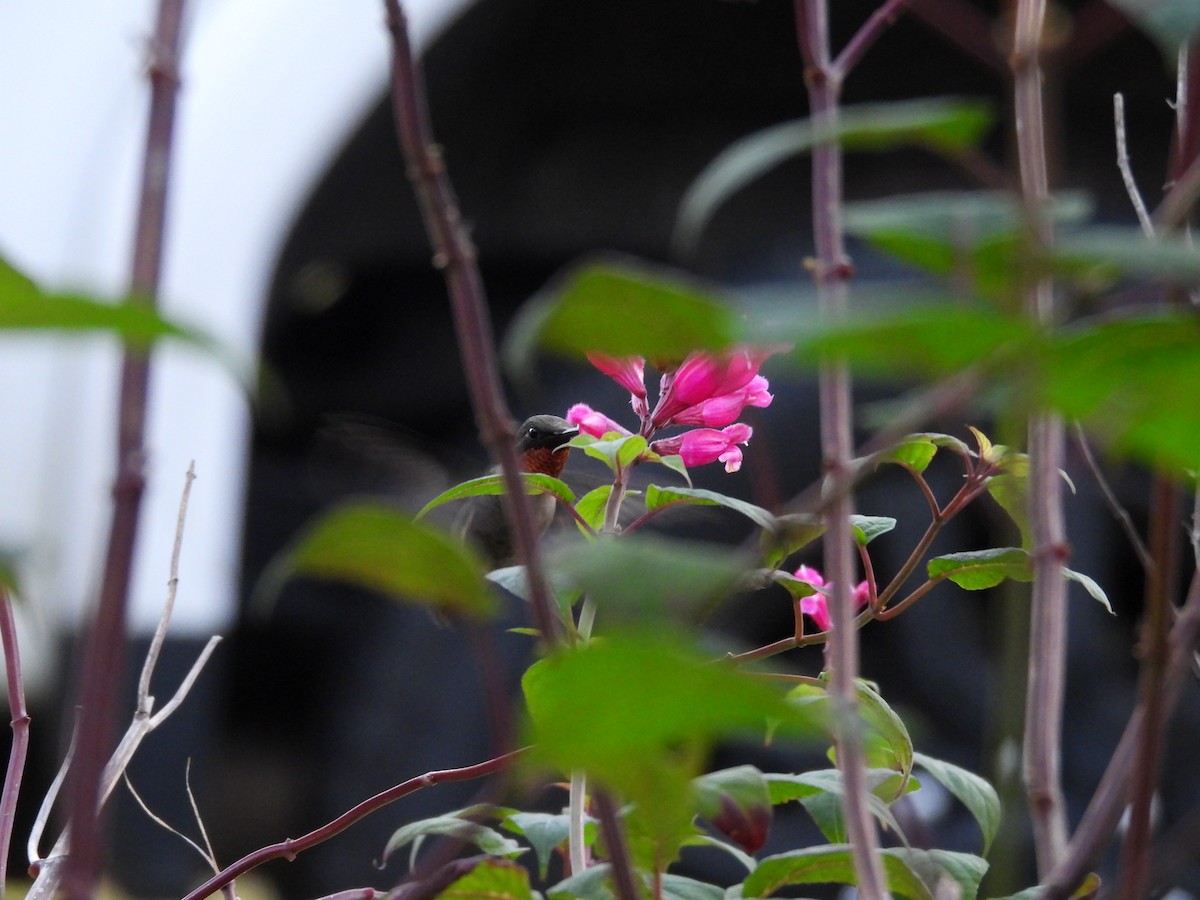 Ruby-throated Hummingbird - ML646839564