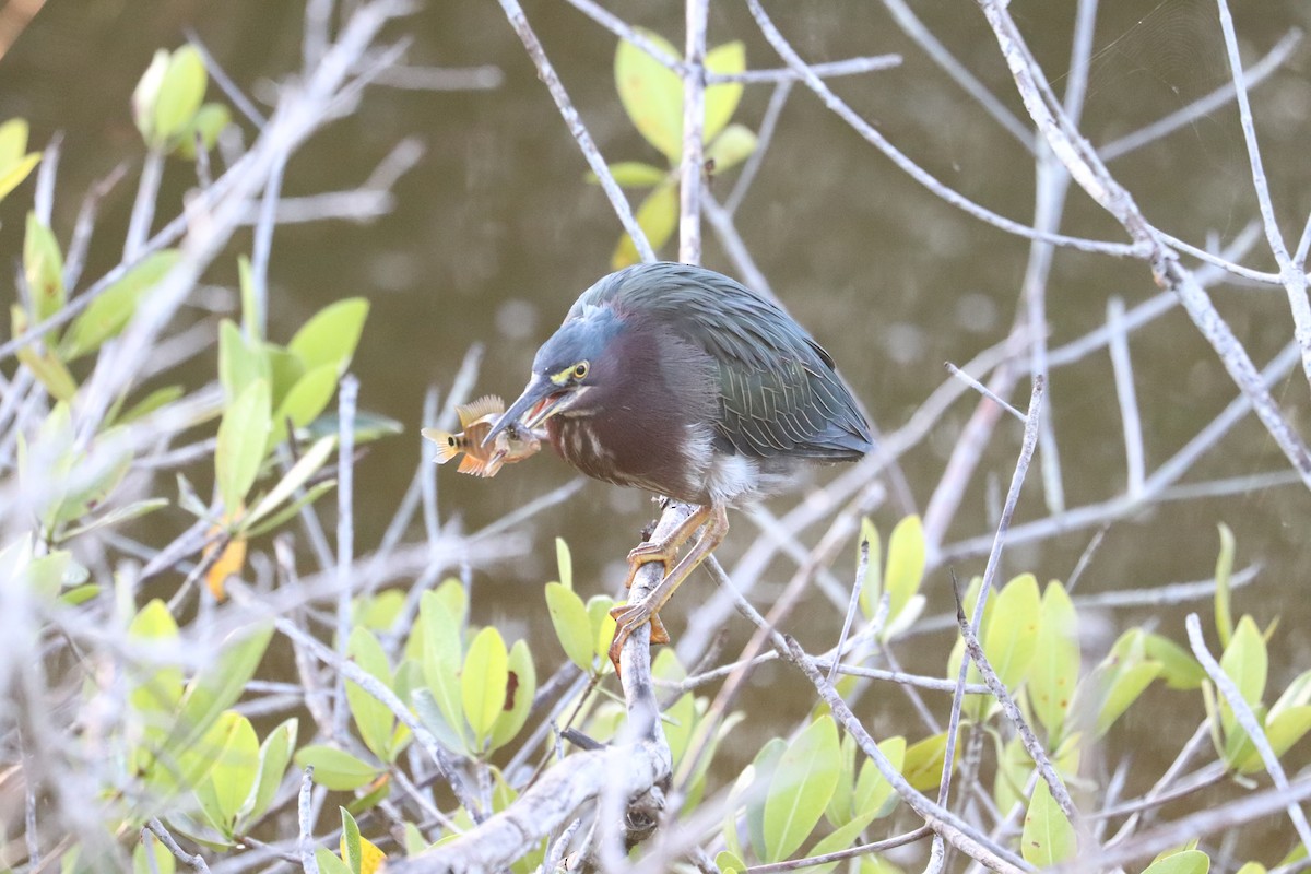 Green Heron - ML646839565