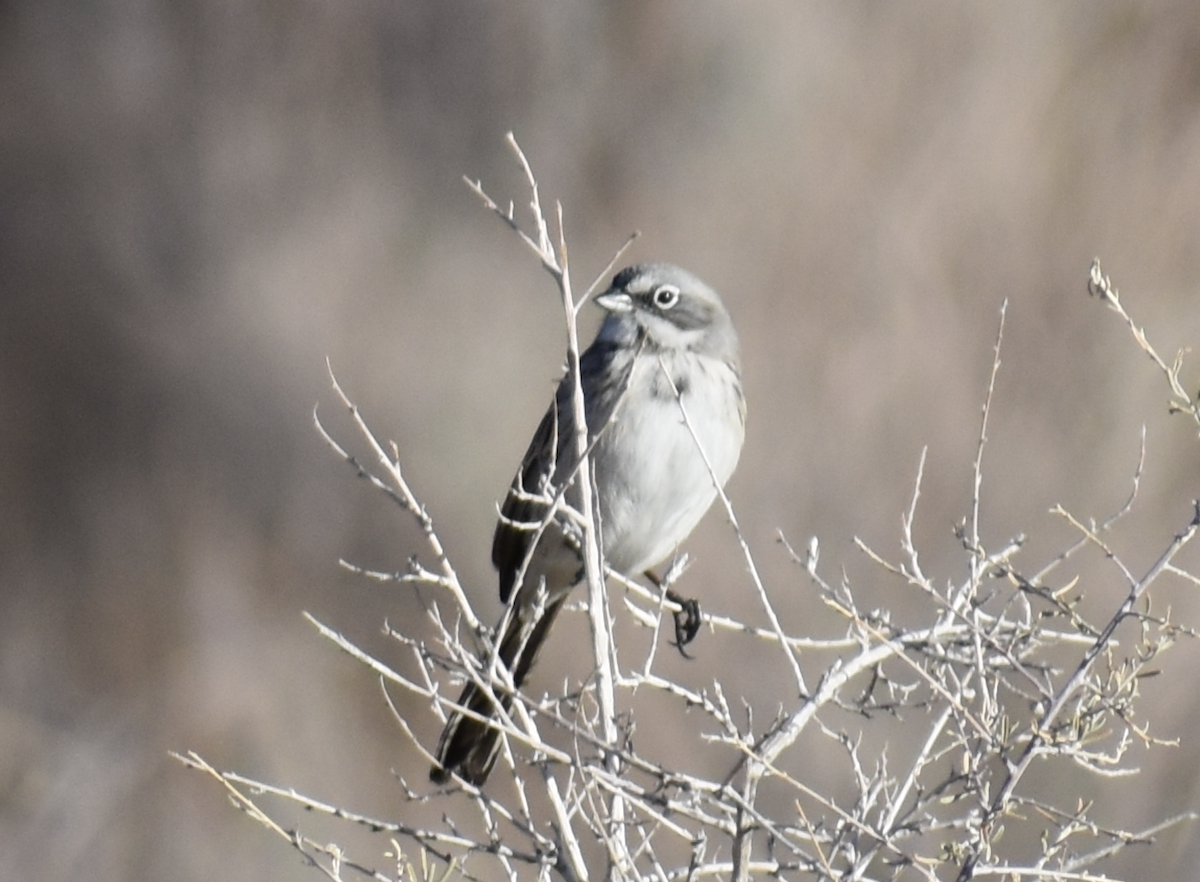 Sagebrush Sparrow - ML646839566