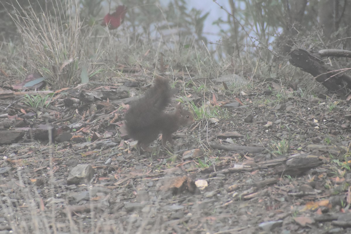 Ardilla Roja - ML646839567