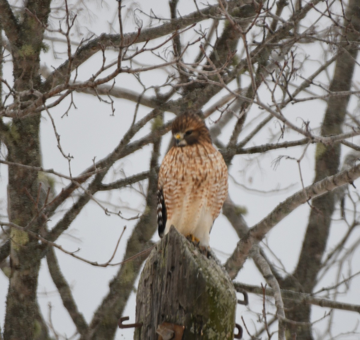 Red-shouldered Hawk - ML646839568