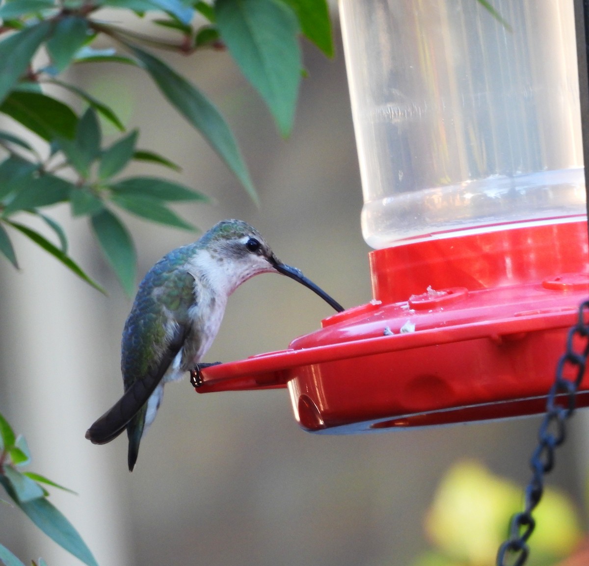 Black-chinned Hummingbird - ML646839569