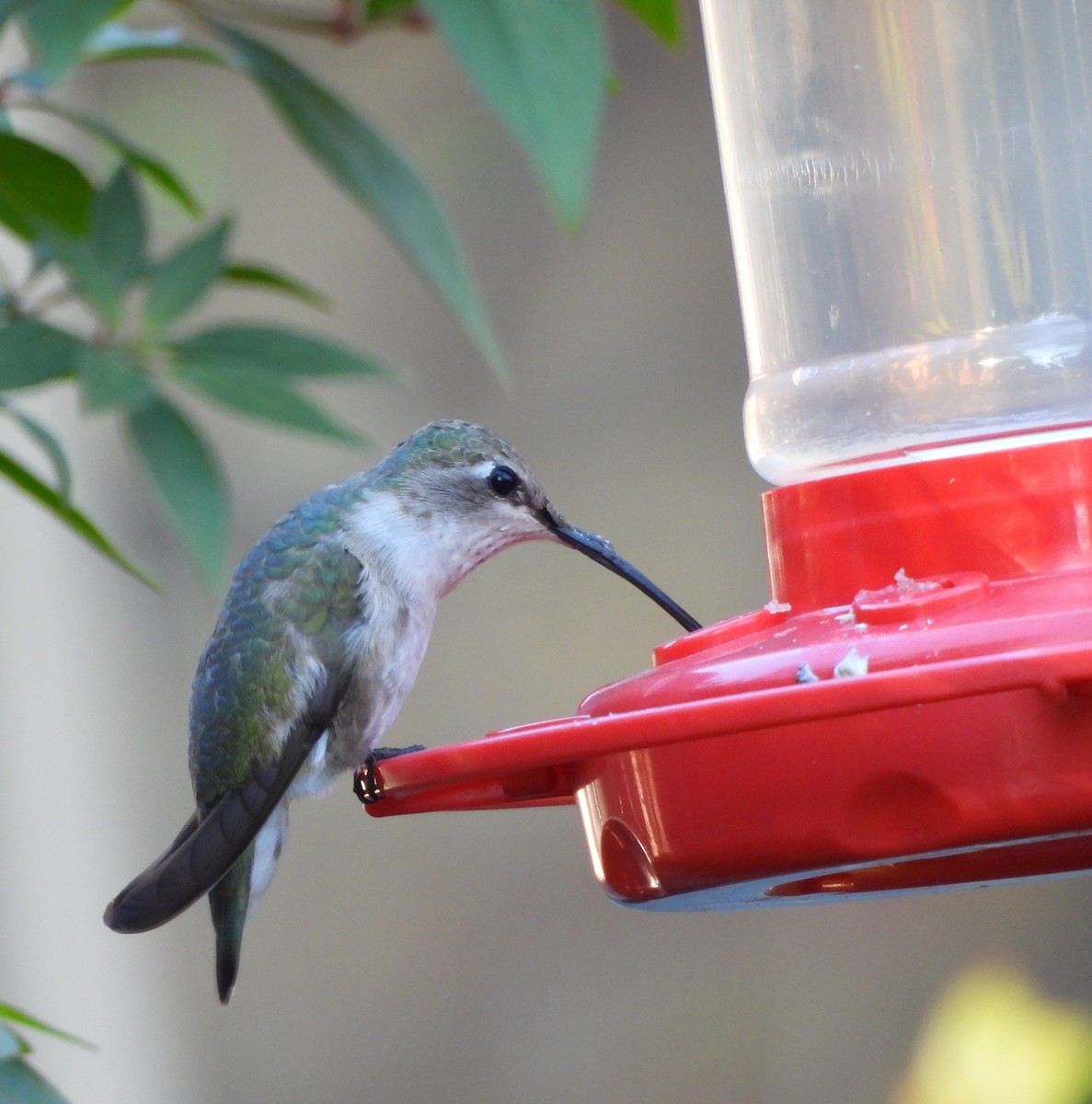 Black-chinned Hummingbird - ML646839571