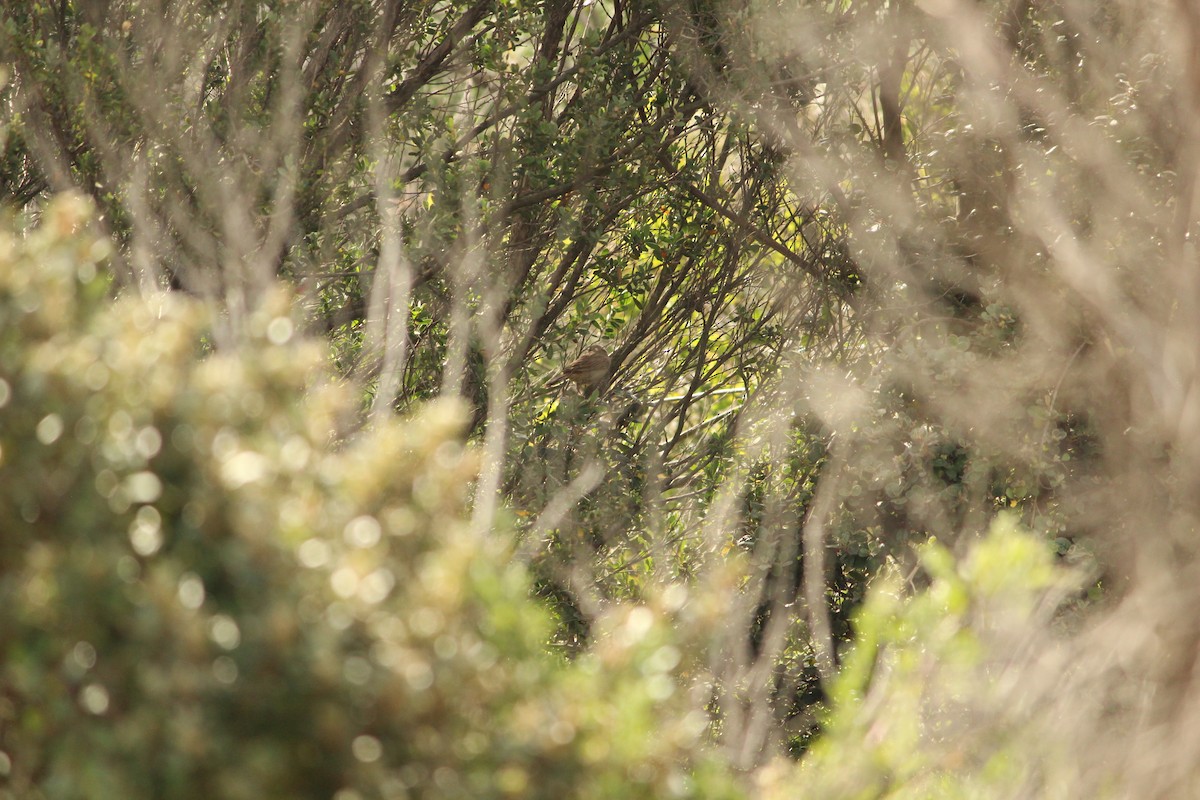 Роляк рудогузий - ML646839572