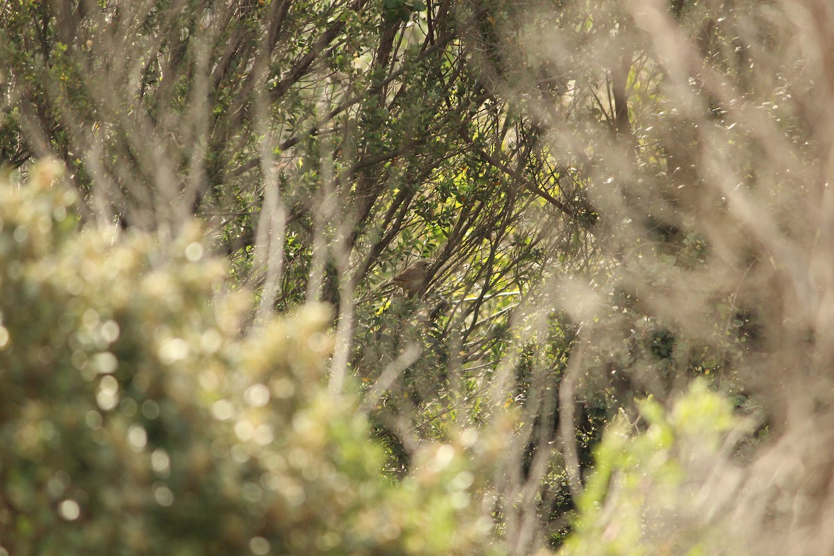 Роляк рудогузий - ML646839574