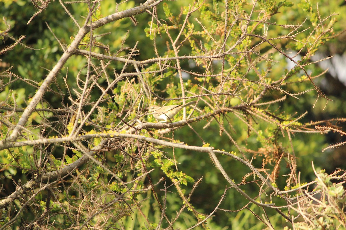 Роляк рудогузий - ML646839575