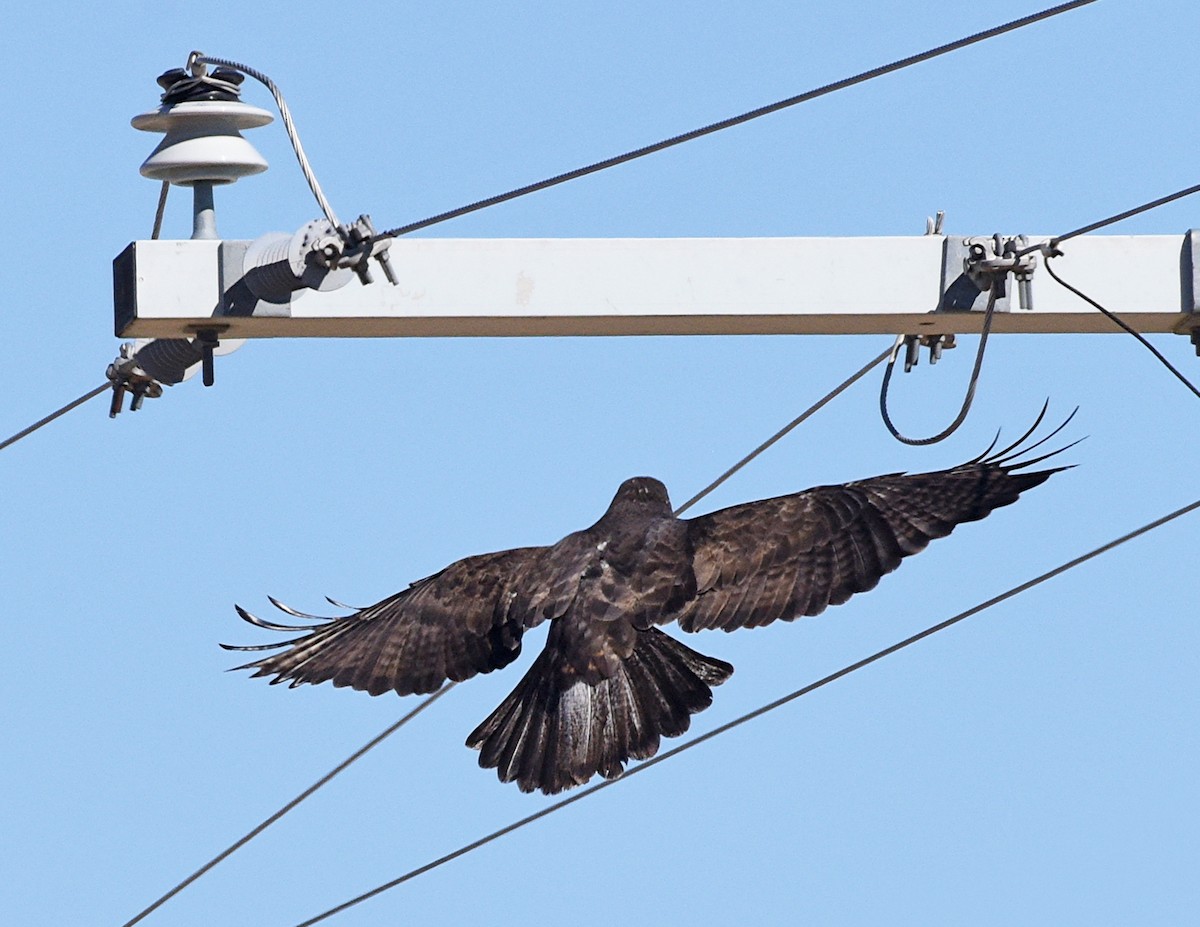 Rotschwanzbussard (harlani) - ML646839576