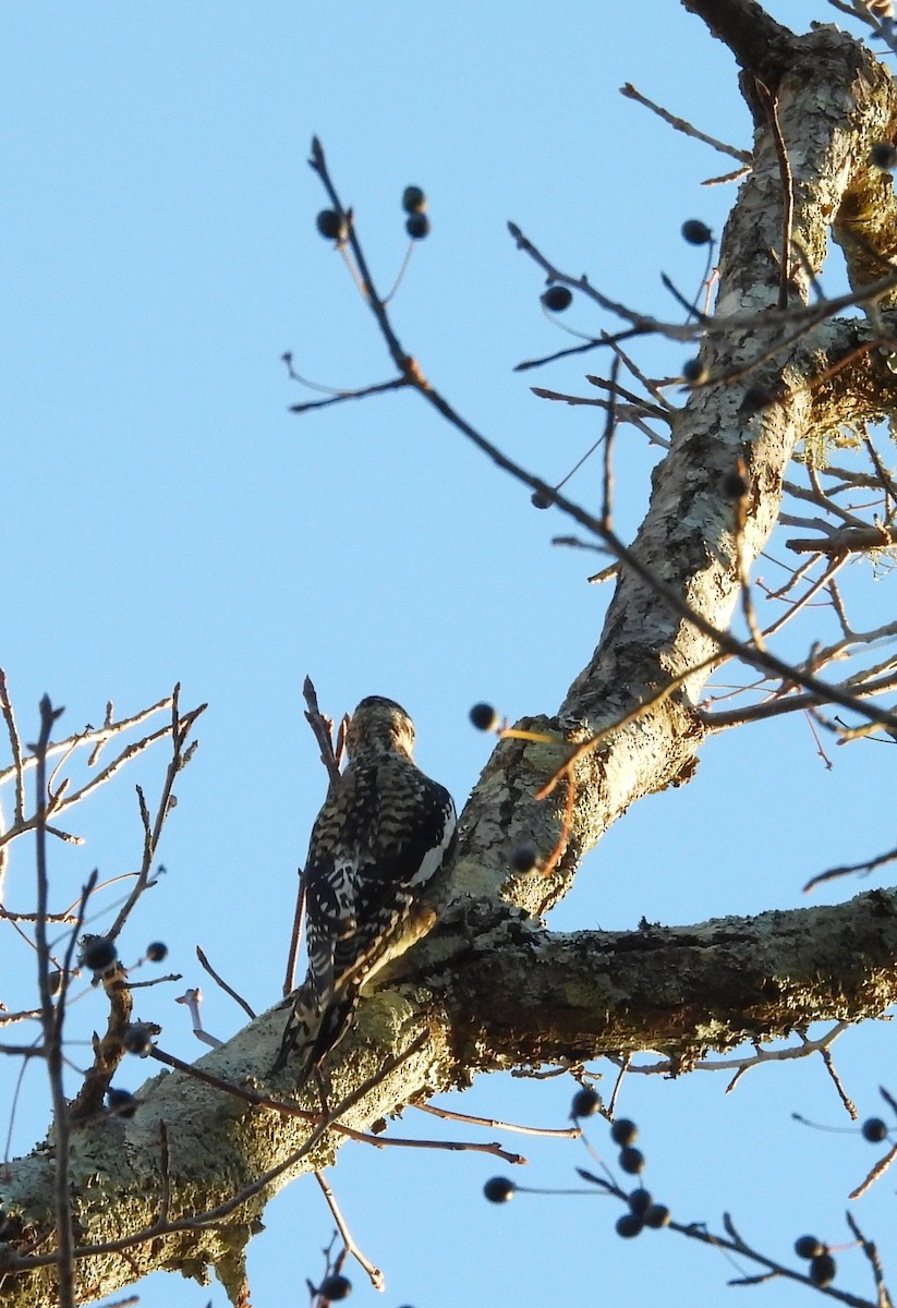 kanadasevjespett - ML646839577