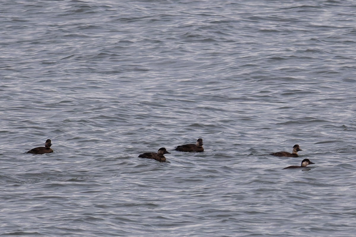 ヨーロッパクロガモ - ML646839580