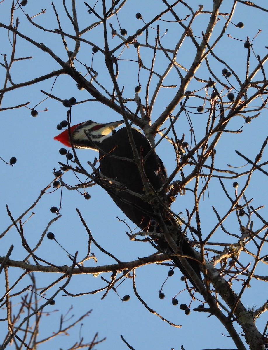 hvitbrynsvartspett - ML646839581