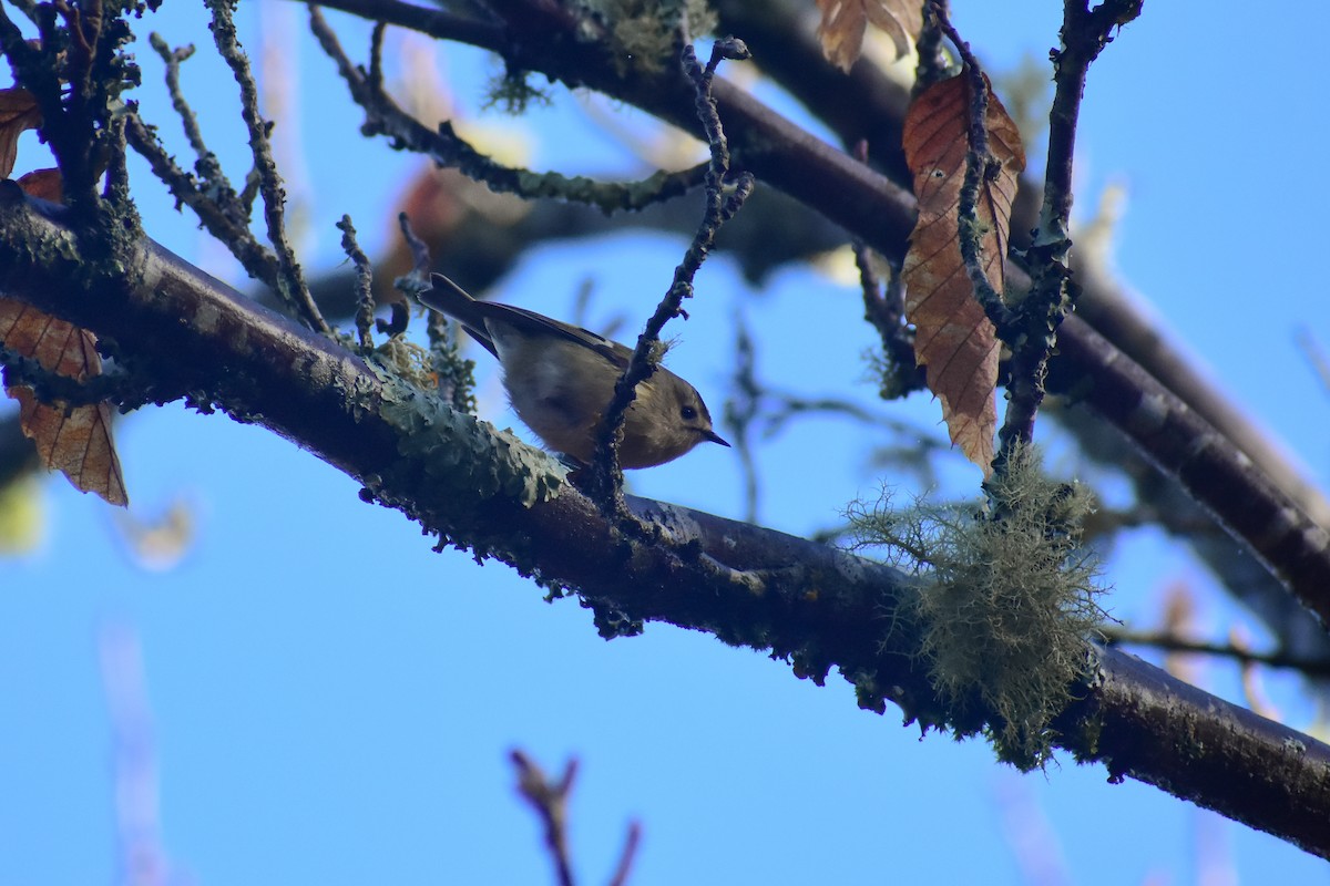 Reyezuelo Sencillo - ML646839582