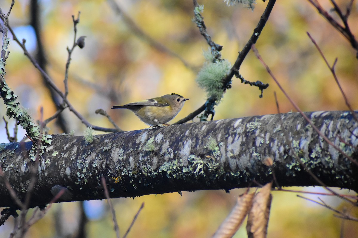 Reyezuelo Sencillo - ML646839583