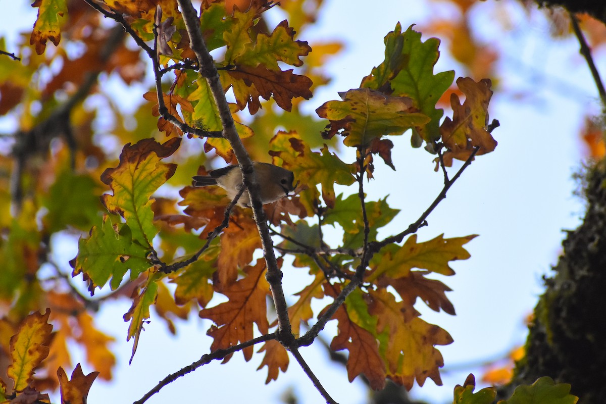 Reyezuelo Sencillo - ML646839584