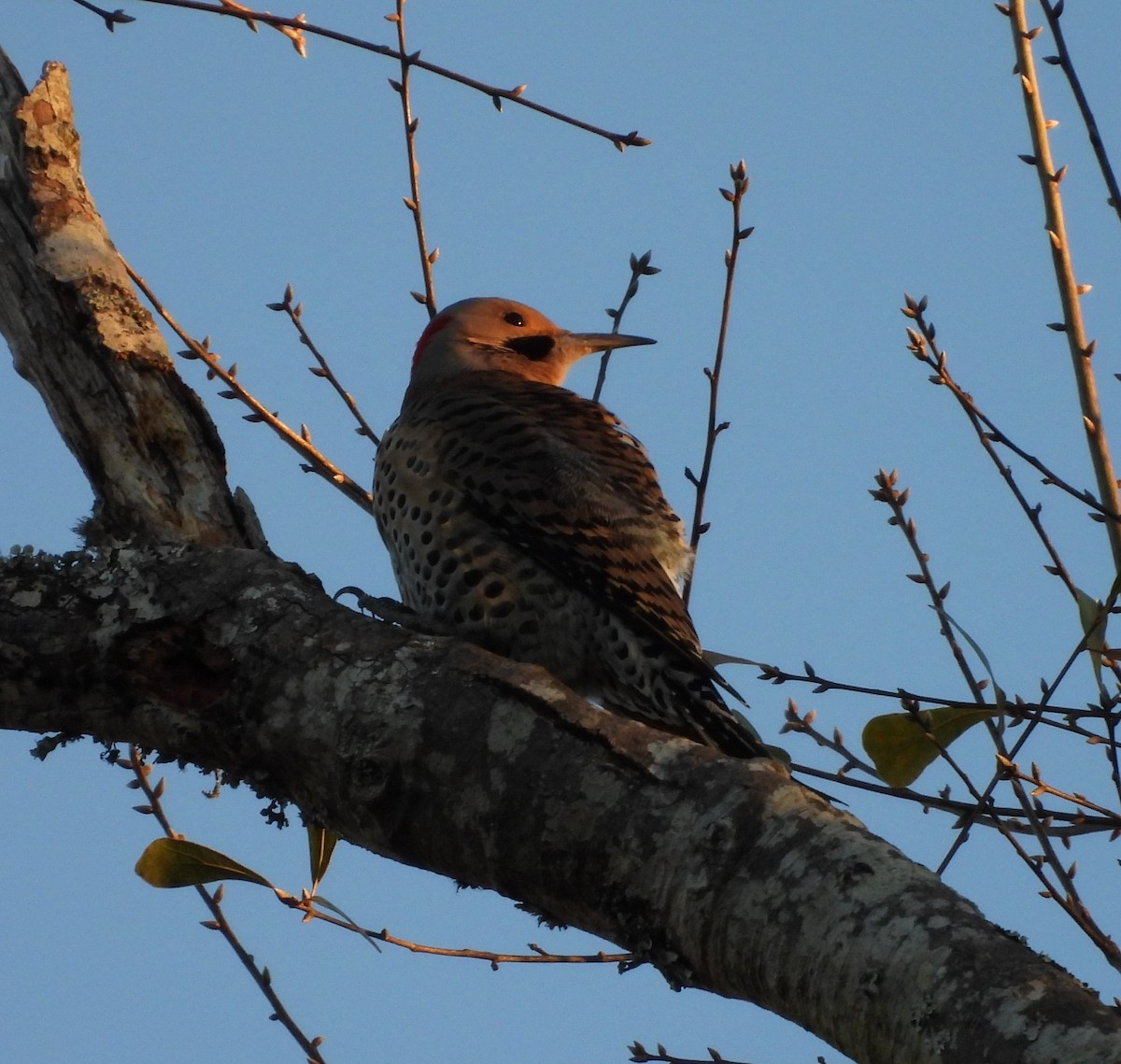 gullspett - ML646839586