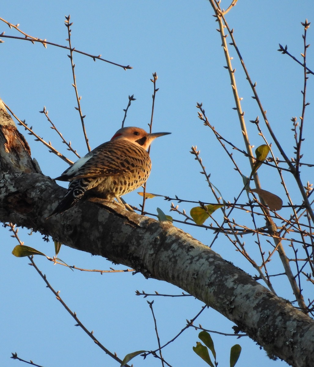 gullspett - ML646839587