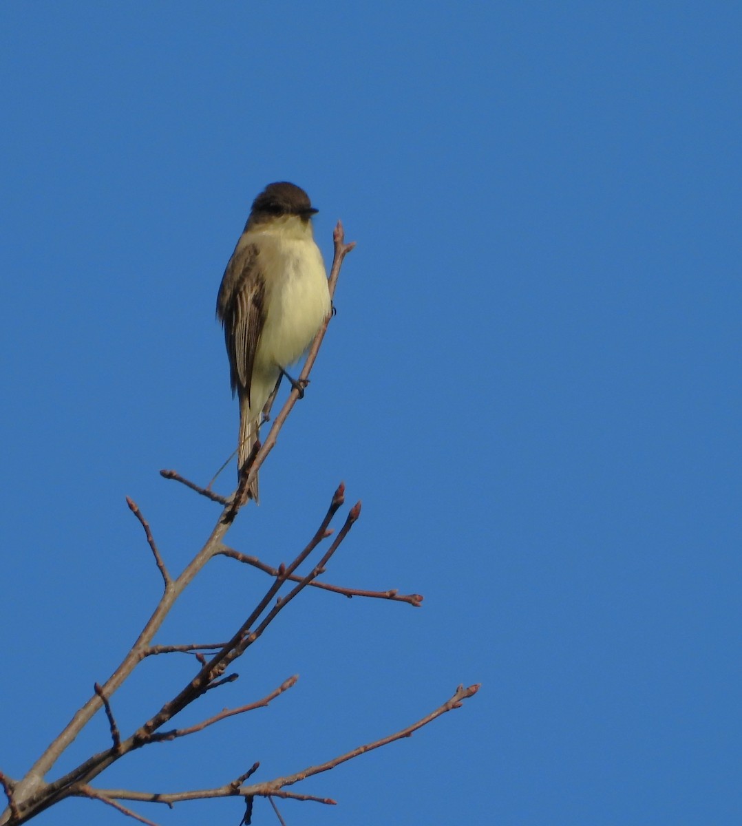 gråfibi - ML646839594