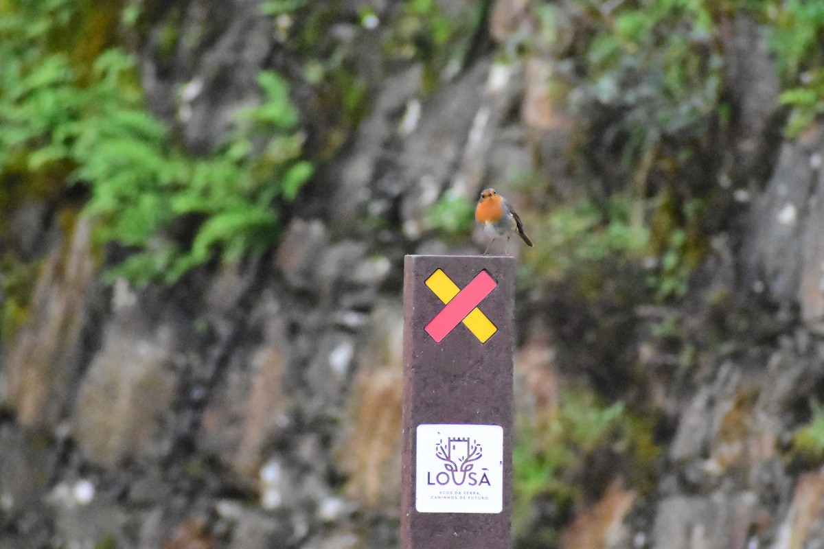 European Robin - ML646839596