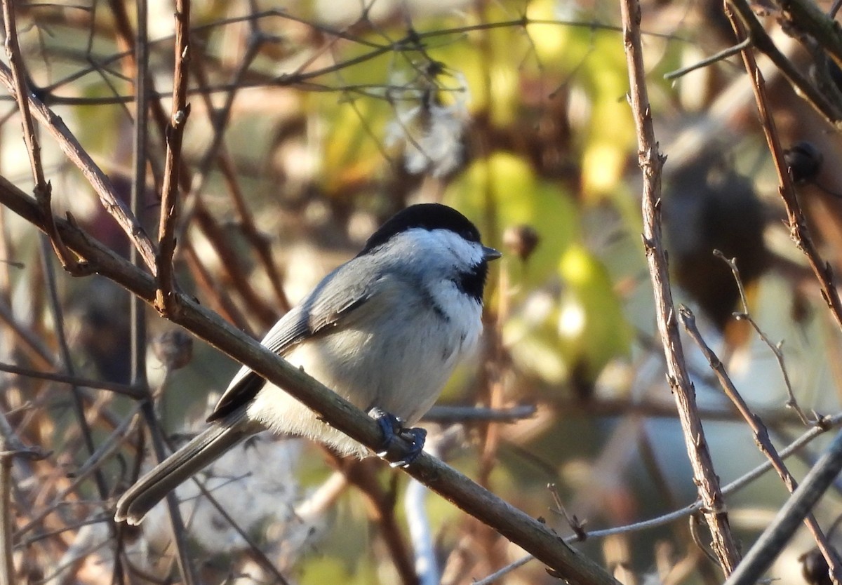 karolinameis - ML646839597