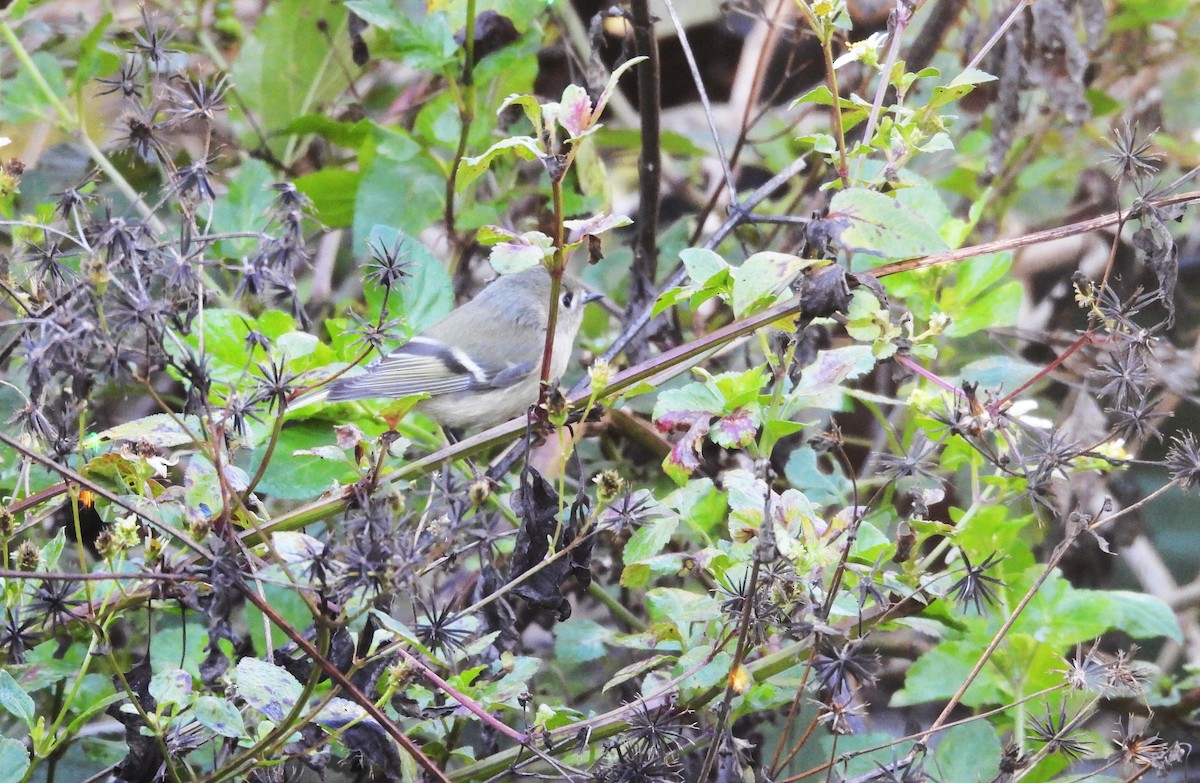 Rubingoldhähnchen - ML646839598