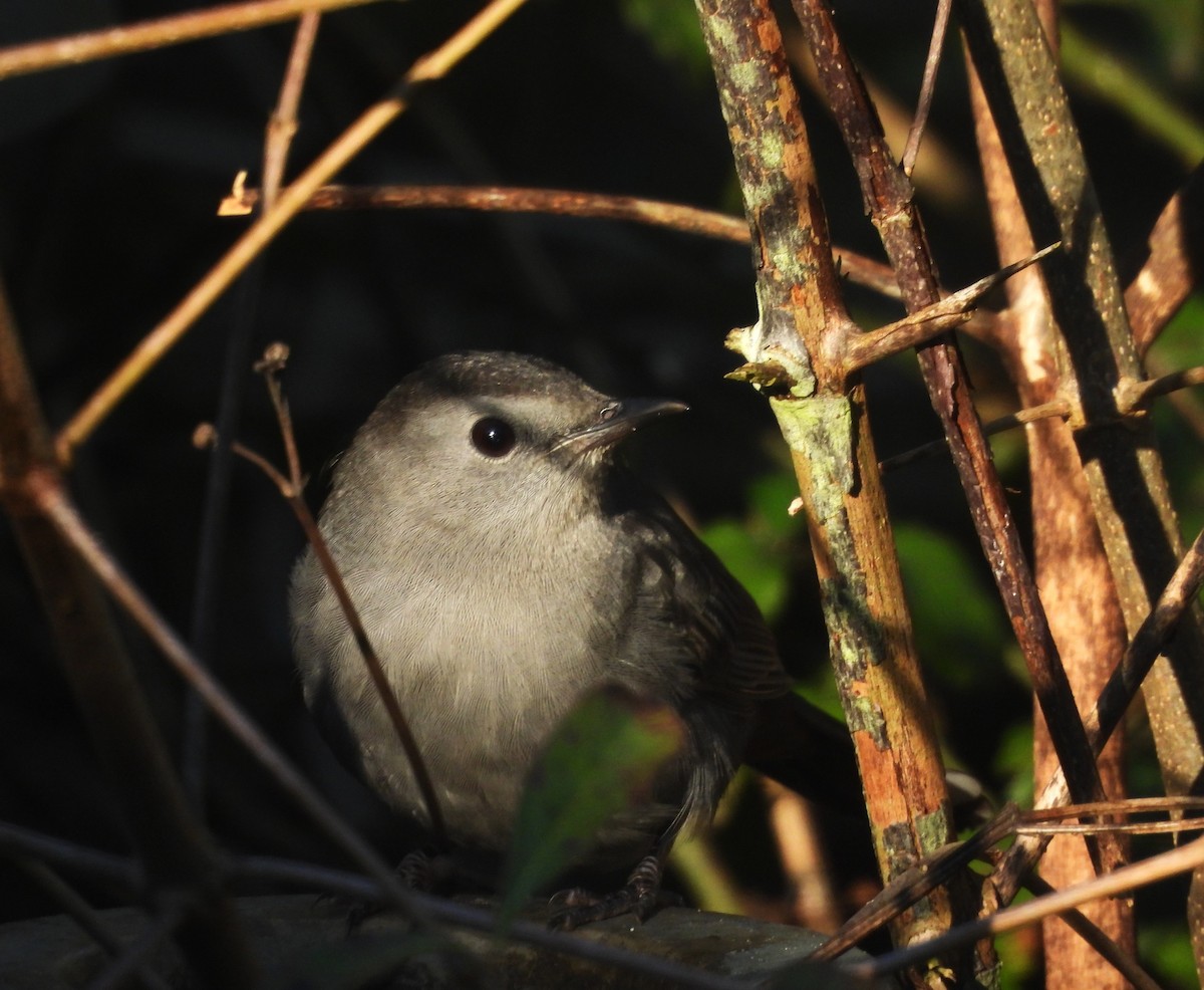 Gri Kedikuşu - ML646839600