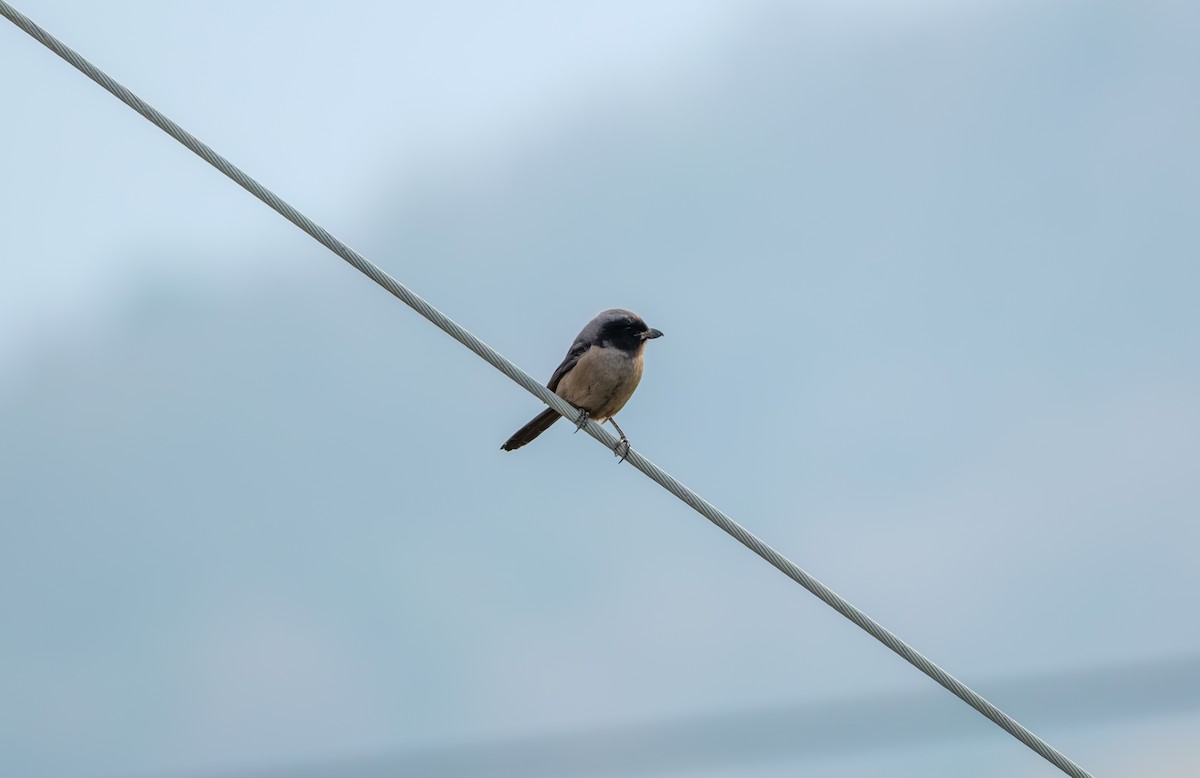 Long-tailed Shrike - ML646839601