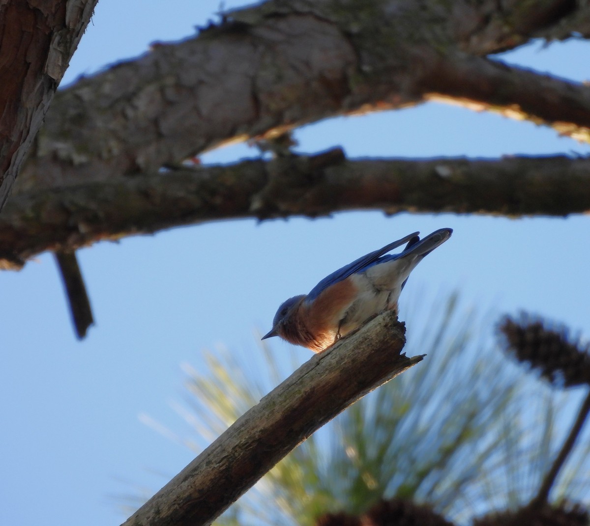 østblåfugl - ML646839603