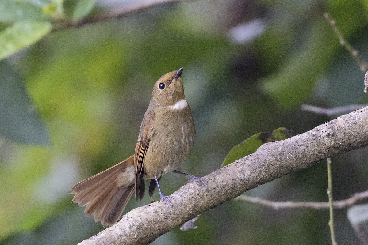 Rufous-bellied Niltava - ML646839605