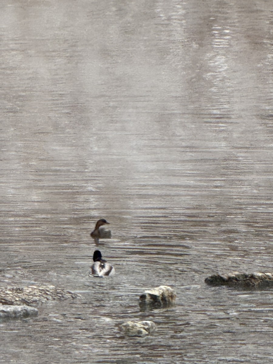 Pied-billed Grebe - ML646839607