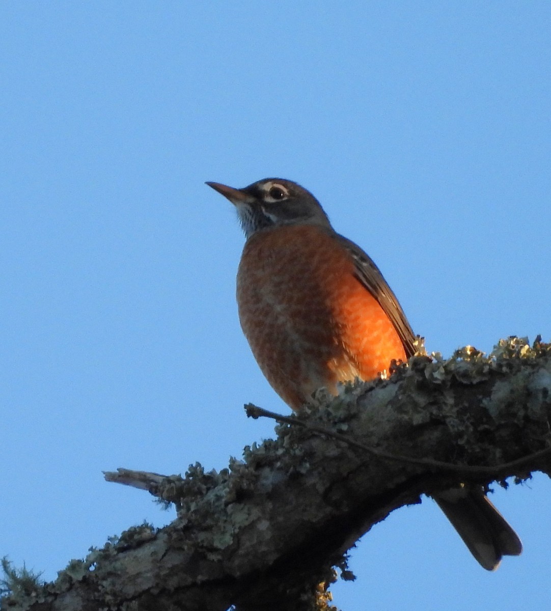 vandretrost - ML646839608